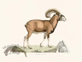 Cuvier 151 Meuffon de Cowe